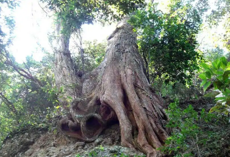 Cây gỗ Bách Xanh trong rừng sâu