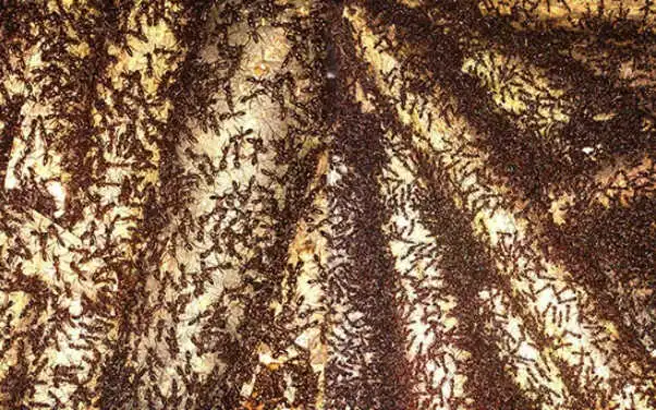 Khi làm tổ và sinh sống trên cây, kiến đục lỗ tạo vết thương cho cây dó bầu và tiết ra chất dịch. Cả vết thương và chất dịch giúp tạo ra trầm hương